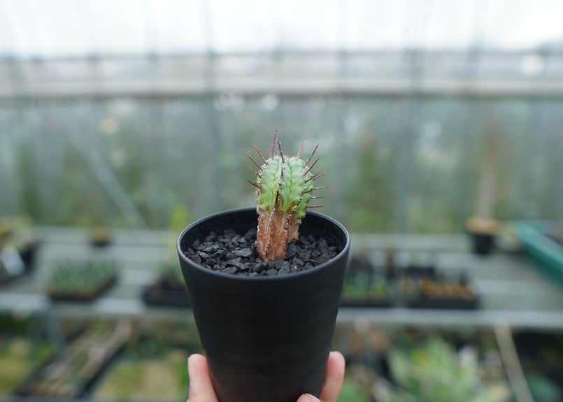 ♀ マジョール 低重心 子株付き ホリダ ユーフォルビア ポリゴナ ユーフォルビア ホリダ（V）マジョール | hanayoshi-botanical