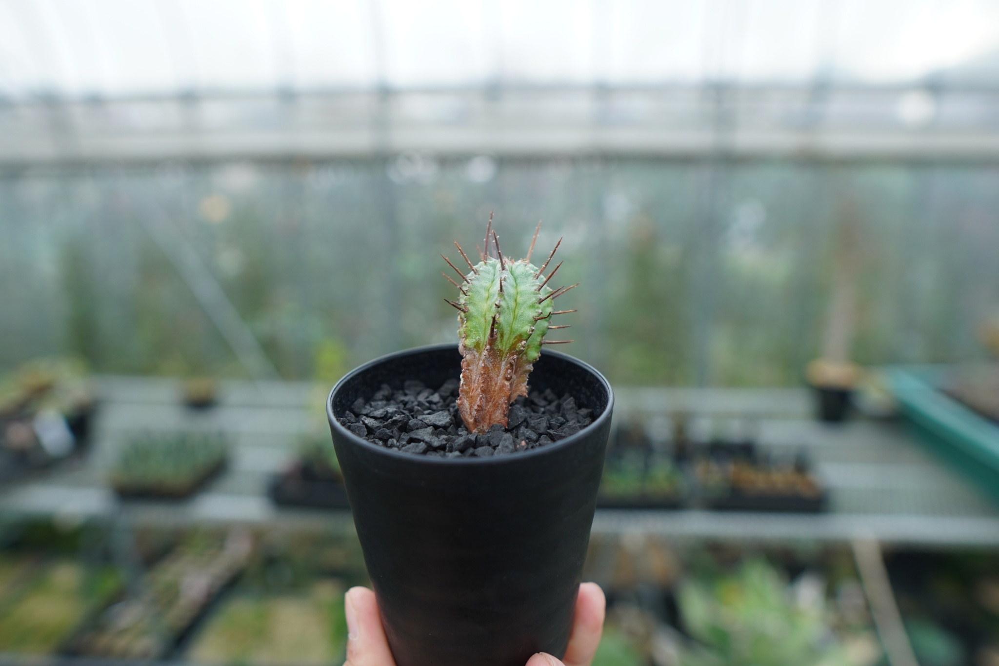 ユーフォルビア ホリダ マジョール Euphorbia horrida major | man