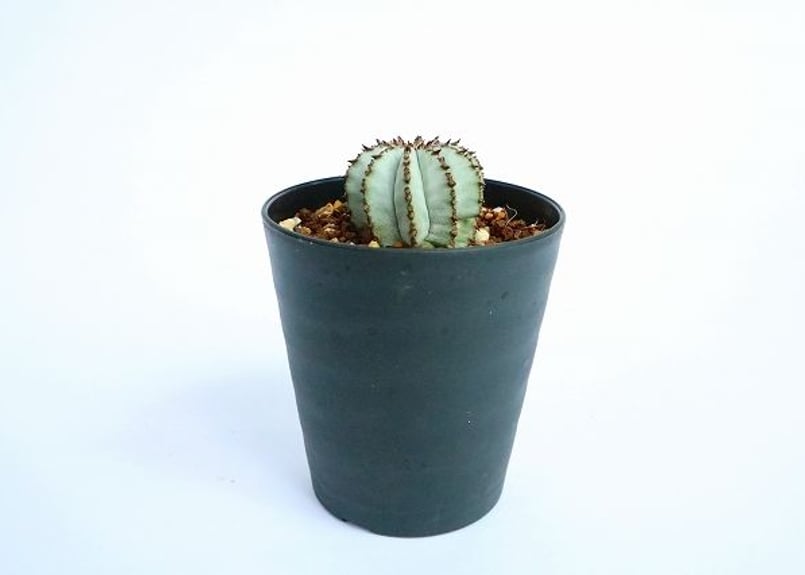 ユーフォルビア 特白ホリダ | mana's green:塊根植物販売|マナズ ユーフォルビア 特白ホリダ | mana's green:塊根植物販売|マナズ