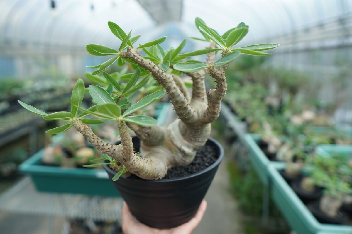 上品な パキポディウム マカイエンセ 2頭 植物/観葉植物 - www