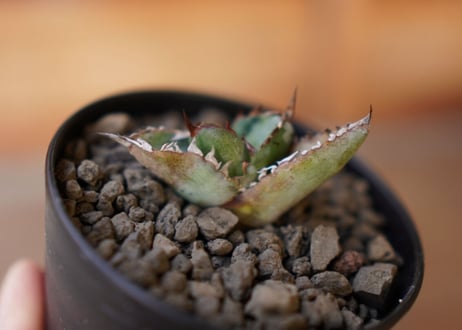 Agave titanota black＆blue 子株 No.1