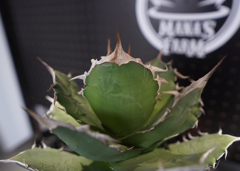 アガベ チタノタ FO-76 No.1 | mana's farm:塊根植物・アガベ・ドライガ