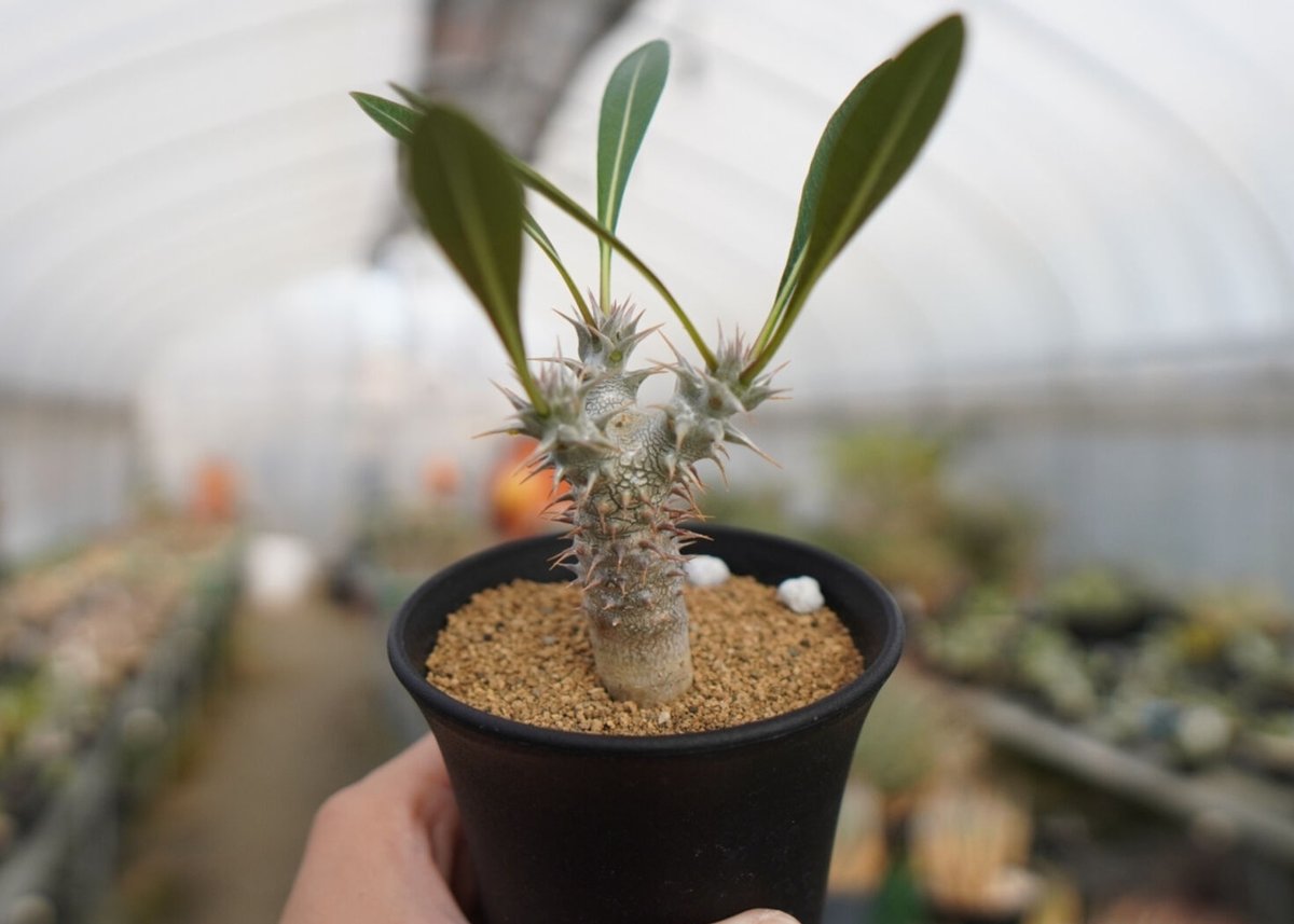 パキポディウム　デンシフローラム パキポディウム デンシフローラム Pachypodium densiflorum | mana