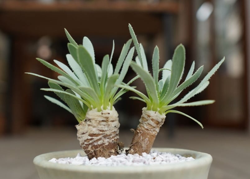 ユーフォルビア　オトンナ　レトロルサ　大株 ユーフォルビア オトンナ レトロルサ 大株 オトンナ レトロルサ