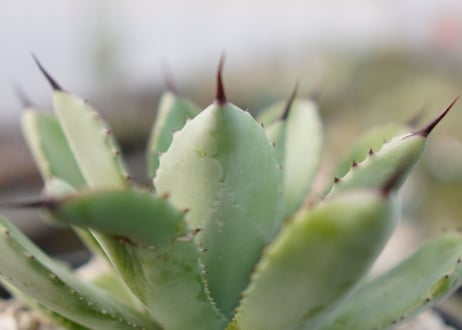 Agave Potatorum×Macroacantha　”八荒雷神”　No.1