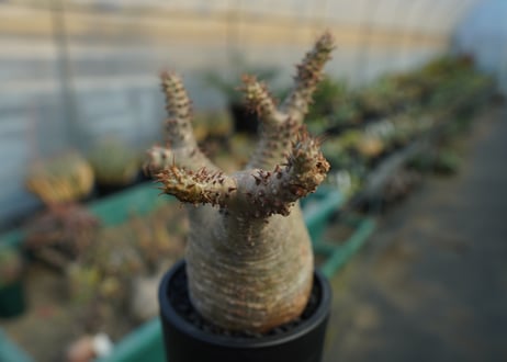 パキポディウム マカイエンセ　Pachypodium makayense　No.7