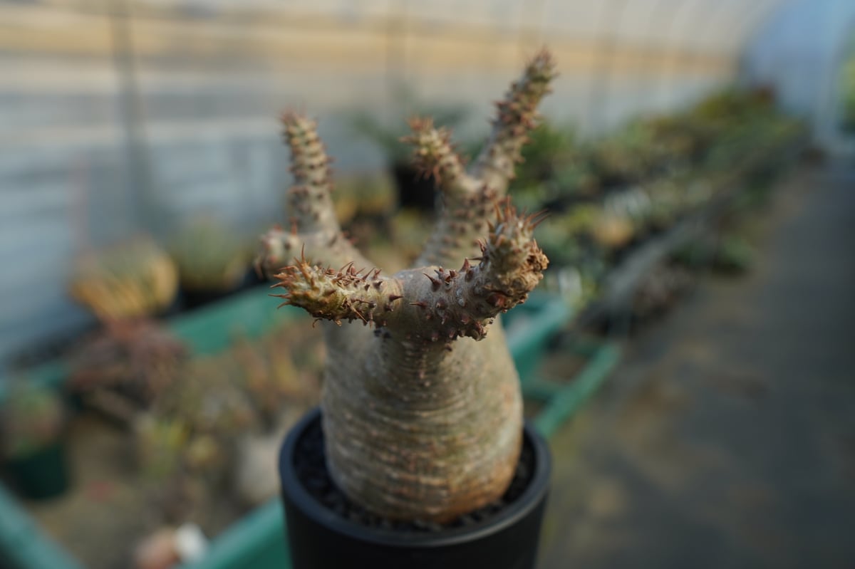 パキポディウム　マカイエンセ パキポディウム マカイエンセ Pachypodium makayense No.7 | man