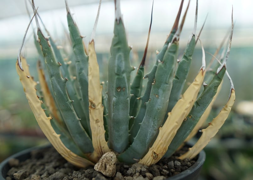 アガベ ユタエンシス Agave uthaensis No.7 | mana's green: アガベ ユタエンシス Agave uthaensis No.7 | mana's green: