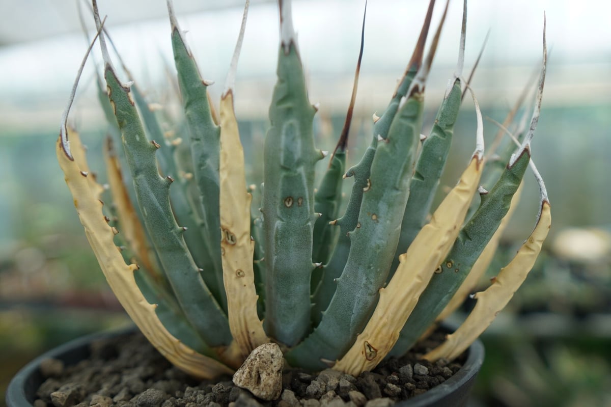アガベ ユタエンシス Agave uthaensis No.7 | mana's farm:塊