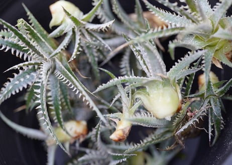 Dyckia Phoenix