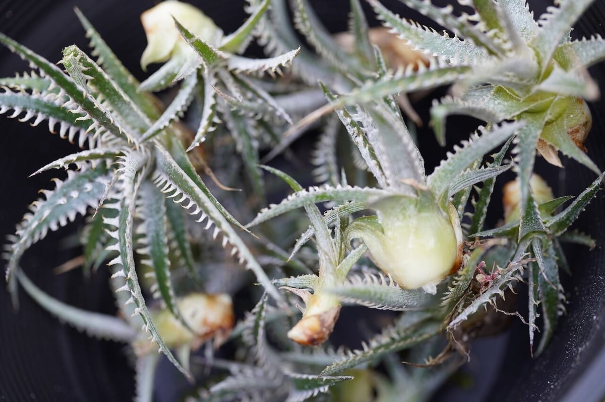 Dyckia Phoenix | mana's farm:塊根植物・アガベ・ドライガーデン植物