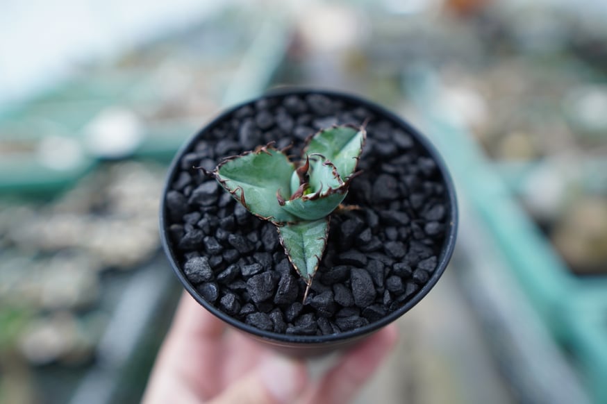 For Sale祭】アガベ小苗の選び方 | mana's farm:塊根植物・アガベ