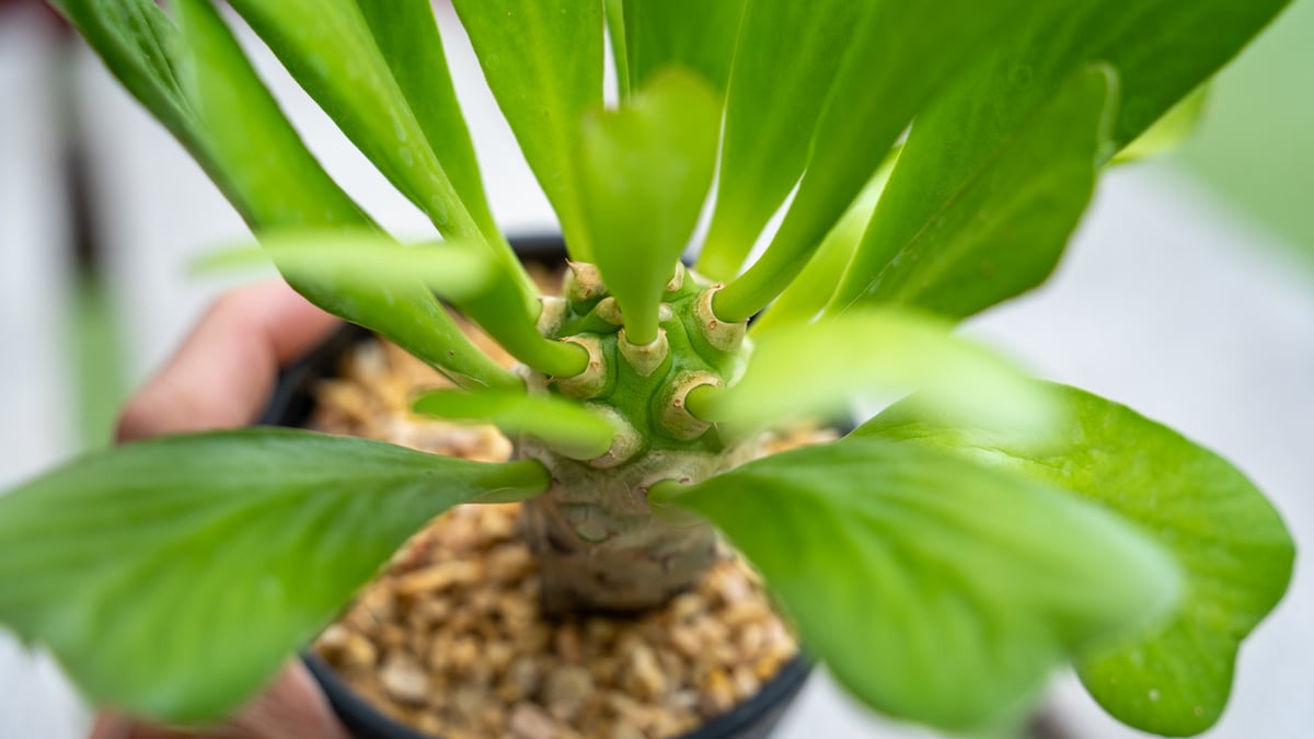 ユーフォルビア ポイゾニー錦 NO.2 | mana's farm:塊根植物・アガベ