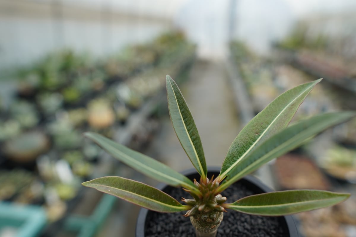 パキポディウム バロニー Pachypodium baronii | mana's farm: