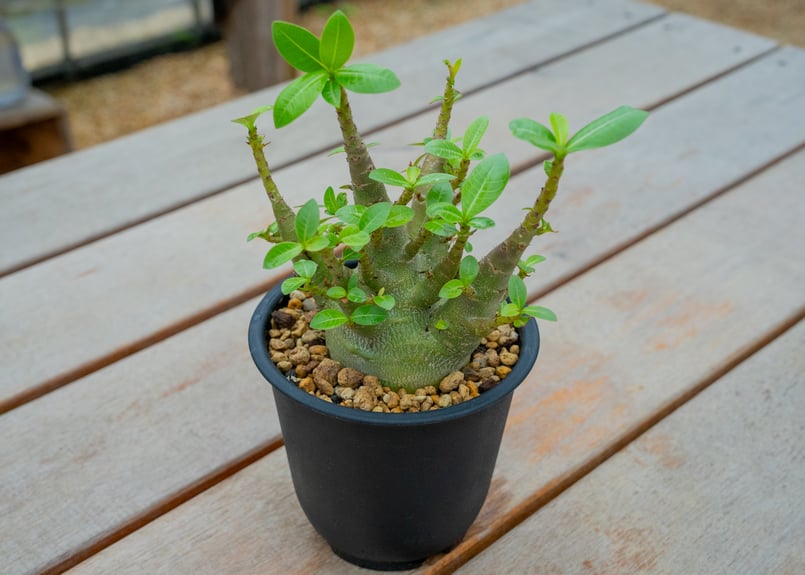 アデニウム モンスター✴️鉢付き 塊根植物 アデニウム モンスター | mana's farm:塊根植物・アガベ・ドライ