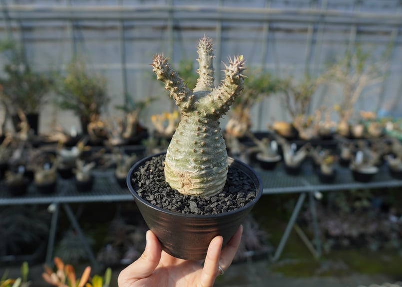 パキポディウム　マカイエンセ　扁平　No.2 パキポディウム マカイエンセ Pachypodium makayense No.2 | man