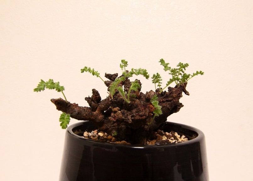 ペラルゴニウム アルテルナンス Pelargonium alternans | mana's