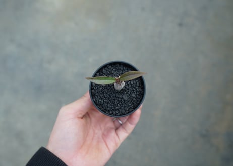 パキポディウム　バロニー　Pachypodium baronii  No.3