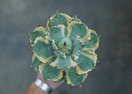 アガベ　兜蟹錦　連棘　Agave isthmensis “Kabutogani” variegata