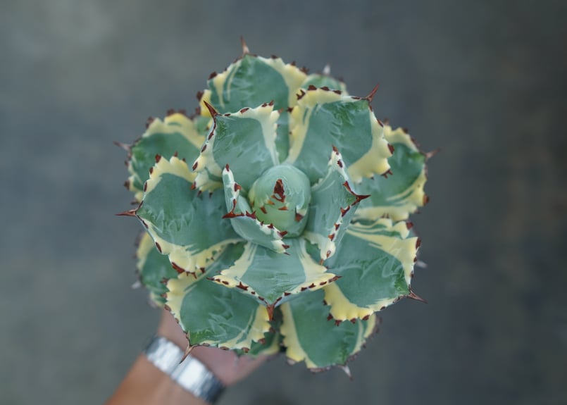 アガベ 兜蟹錦 連棘 Agave isthmensis “Kabutogani” varieg