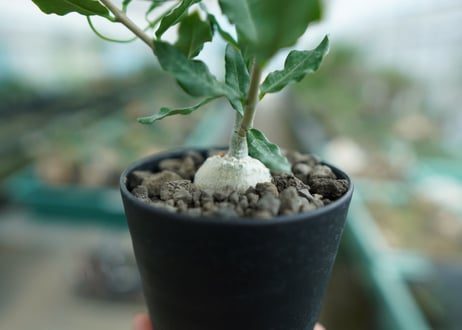 フォッケア　エデュリス　”火星人”　Fockea edulis