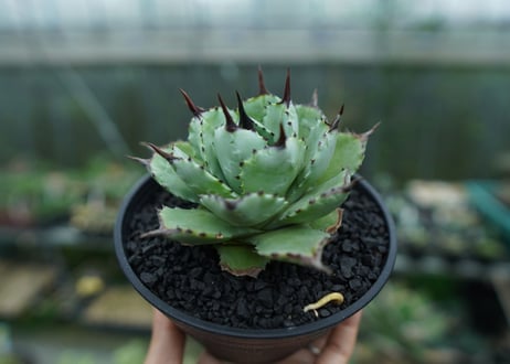 アガベ　マクロアカンサ×ポタトラム　 Agave macroacantha×potatorum