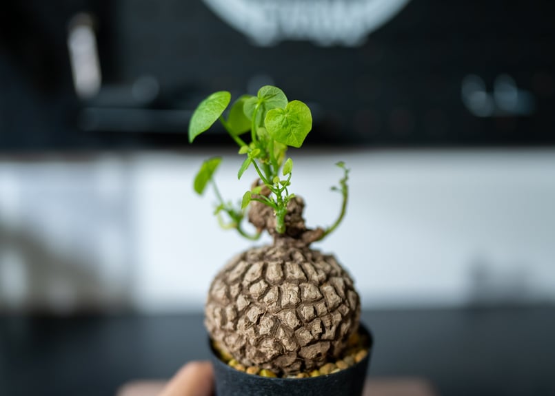 ステファニア スベローサ | mana's green:塊根植物販売|マナズ ステファニア スベローサ | mana's green:塊根植物販売|マナズ