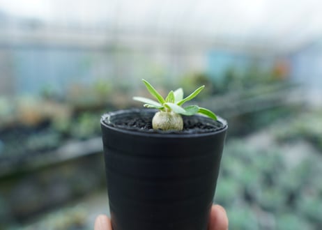 パキポディウム　恵比寿笑い　Pachypodium brevicaule　No.10