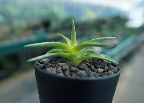 ディッキア　ムーングロー　Dyckia brevifolia  Moon Glow　No.2