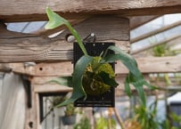 ビカクシダ  P. hilli dwarf (spore)