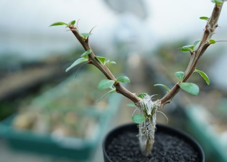 フォークイエリア　フォルモサ　Fouquieria formosa