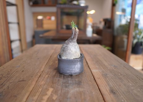 パキポディウム　グラキリス　 Pachypodium Gracilius
