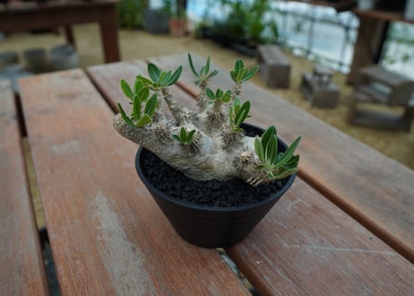 パキポディウム　デンシフローラム Pachypodium densiflorum   No.3