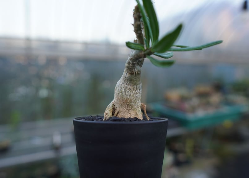 パキポディウム ビスピノーサム Pachypodium bispinosum | mana's