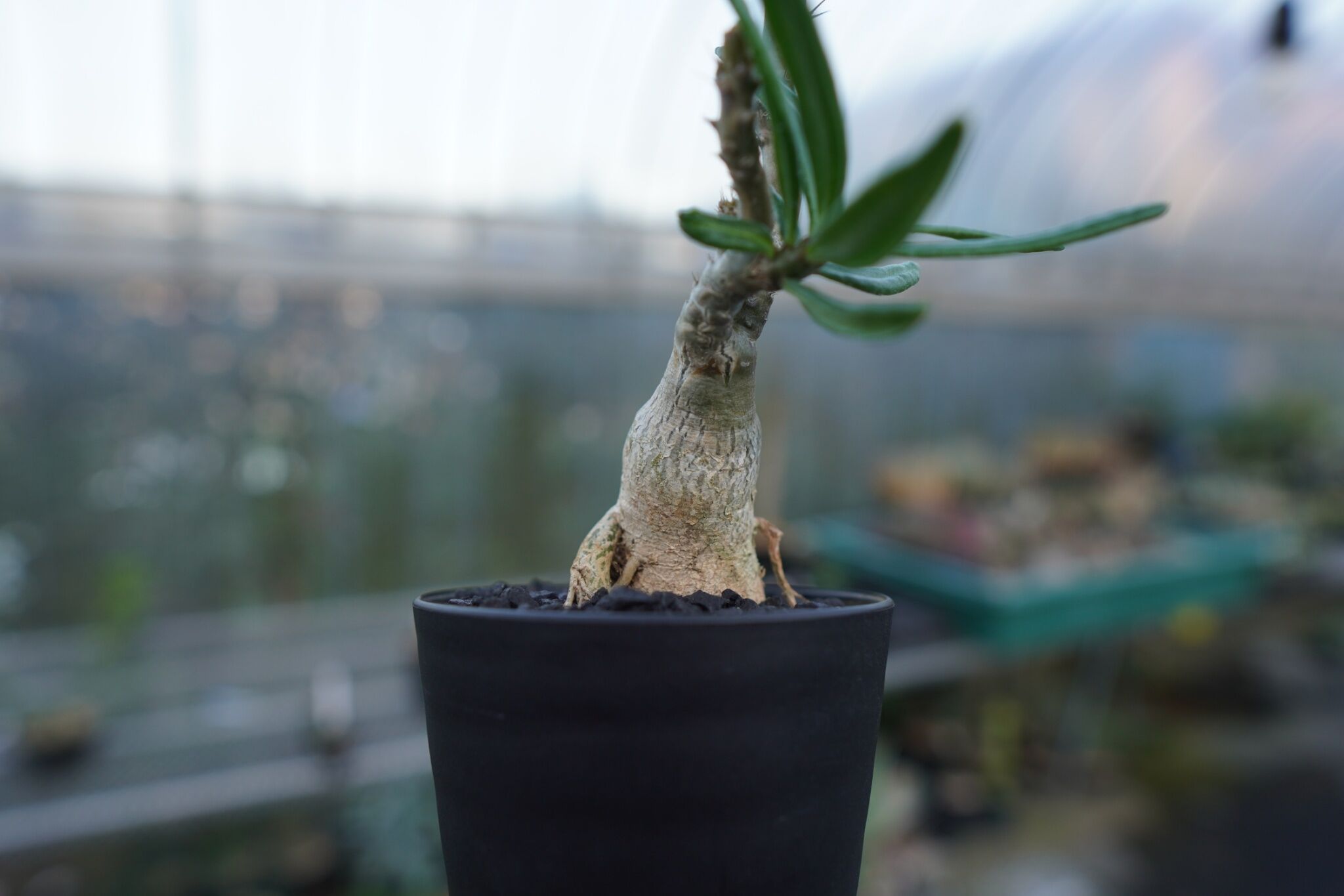 パキポディウム ビスピノーサム Pachypodium bispinosum | mana's