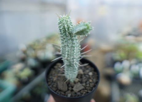 ユーフォルビア　ミルクトロン　Euphorbia mammillaris cv. variegat　No.2