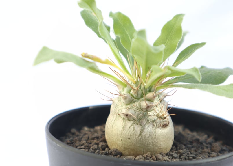 【希少】パキポディウムナマクアナム 光堂 塊根植物 多肉 コーデックス isla del pescado - Pachypodium namaquanum-光堂
