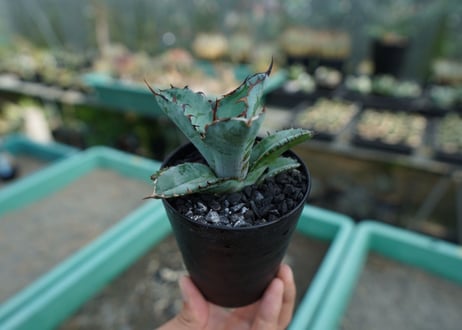 アガベ　チタノタ　 ブラックアンドブルー 　Agave titanota black and blue　No.10