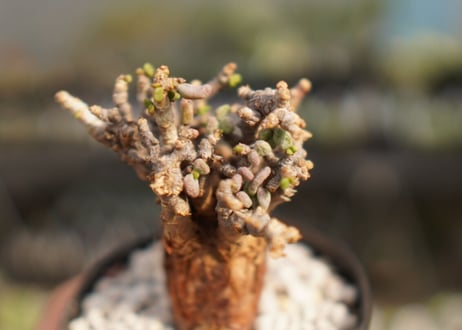 Ceraria pygmaea ケラリア ピグマエア　No.32