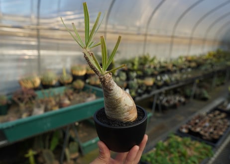 パキポディウム　グラキリス　 Pachypodium Gracilius  No.10