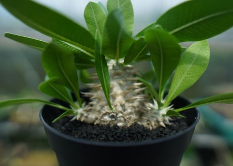 パキポディウム　恵比寿大黒　Pachypodium Densicaule　No.6