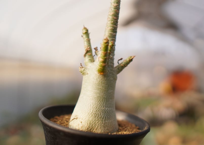 アデニウム アラビカム NO.18 | mana's farm:塊根植物・アガベ