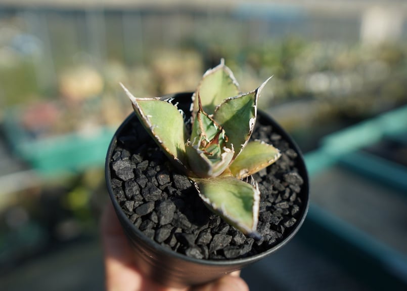 アガベ チタノタ FO-76 Agave titanota FO-76 | mana's fa