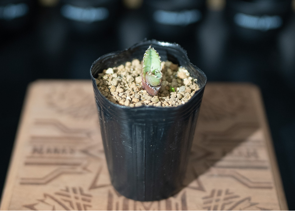 アガベ オテロイ 沖縄実生 | mana's farm:塊根植物・アガベ・ドライ