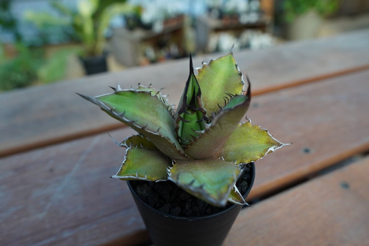 アガベ チタノタ 黒火焔 Agave titanota Black fire | mana'