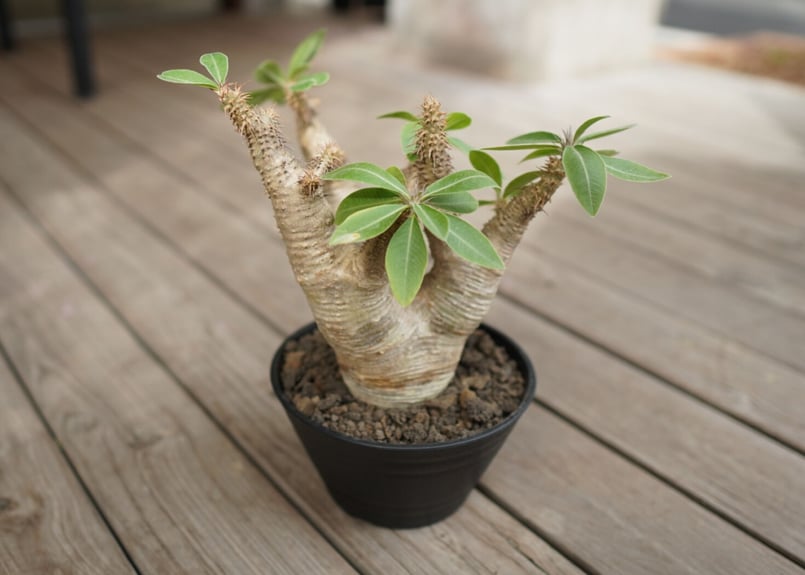 n*3様 Pachypodium makayense パキポディウム　マカイエン 落葉中】パキポディウム マカイエンセ / Pachypodium makayense | D