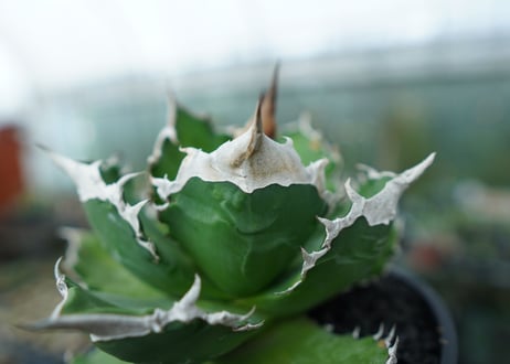 アガベ　チタノタ　白火焔　agave titanota white fire