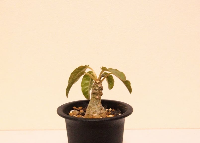 ドルステニア フォエチダ Dorstenia foetida | mana's farm:塊根