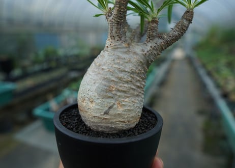 【発根管理中】パキポディウム　グラキリス　 Pachypodium Gracilius  No.2
