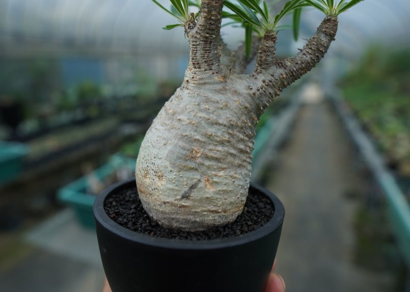 パキポディウム グラキリス 大株 検】パキプス コミフォラ パキポディウム グラキリス 大株 検】パキプス コミフォラ